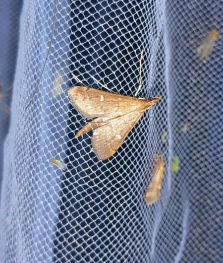 Dolicharthria punctalis  - Sylvain Lethuillier