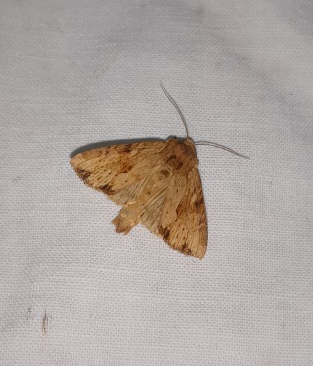 Apamea sublustris  - Sylvain Lethuillier