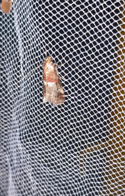 Acrobasis marmorea  - Sylvain Lethuillier