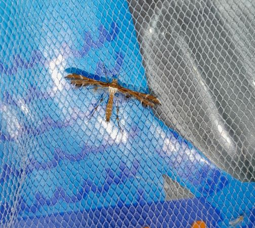 Cnaemidophorus rhododactyla  - Sylvain Lethuillier