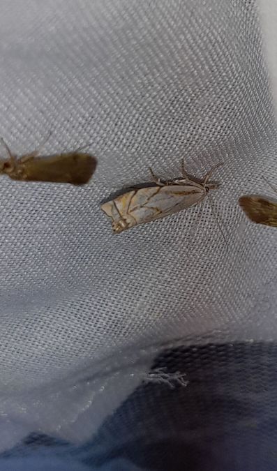 Crambus lathoniellus  - Sylvain Lethuillier