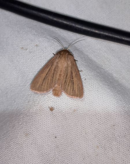 Mythimna pudorina  - Sylvain Lethuillier
