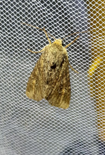 Apamea anceps  - Sylvain Lethuillier