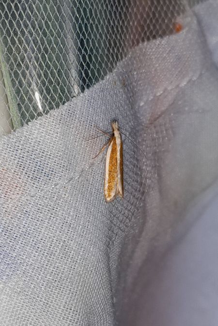 Dichomeris marginella  - Sylvain Lethuillier