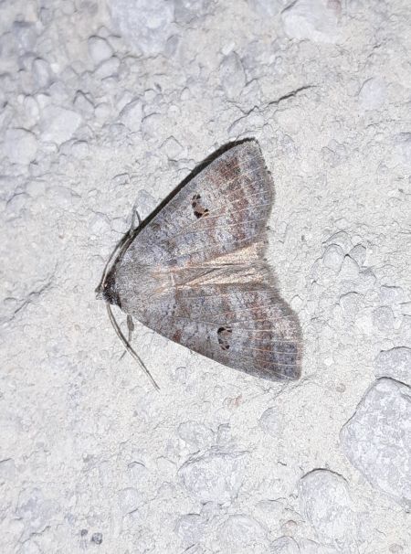 Lygephila viciae  - Sylvain Lethuillier