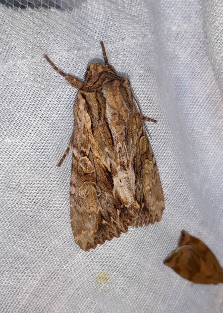 Apamea monoglypha  - Sylvain Lethuillier