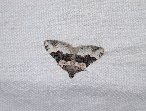 Epirrhoe galiata  - Sylvain Lethuillier
