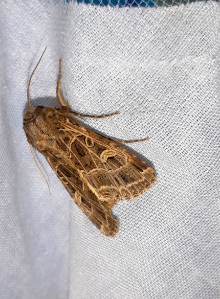 Sideridis reticulata  - Sylvain Lethuillier