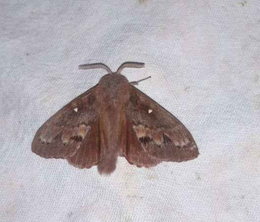 Bombyx du Pin  - Sylvain Lethuillier
