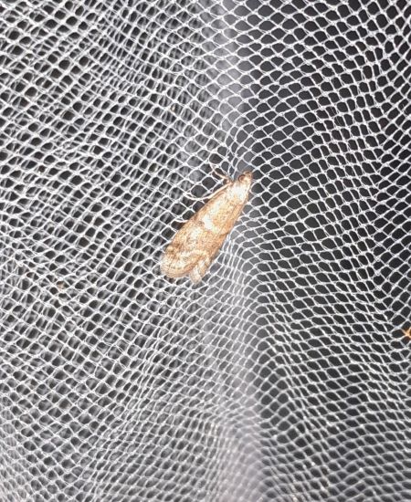 Acrobasis repandana  - Sylvain Lethuillier