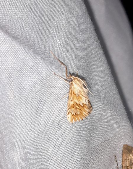 Cynaeda dentalis  - Sylvain Lethuillier