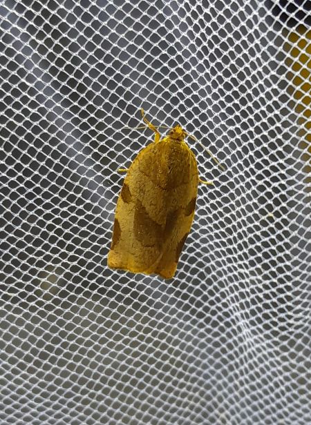 Pandemis cinnamomeana  - Sylvain Lethuillier