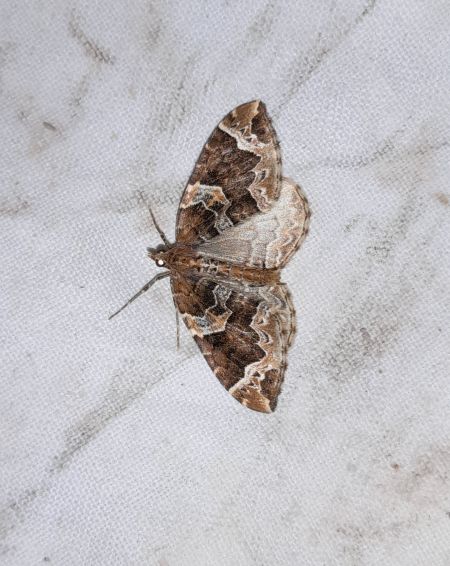 Eulithis prunata  - Sylvain Lethuillier