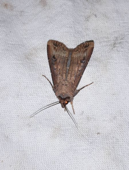 Peridroma saucia  - Sylvain Lethuillier