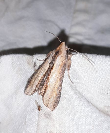 Cucullie de la molène-lychnis  - Sylvain Lethuillier