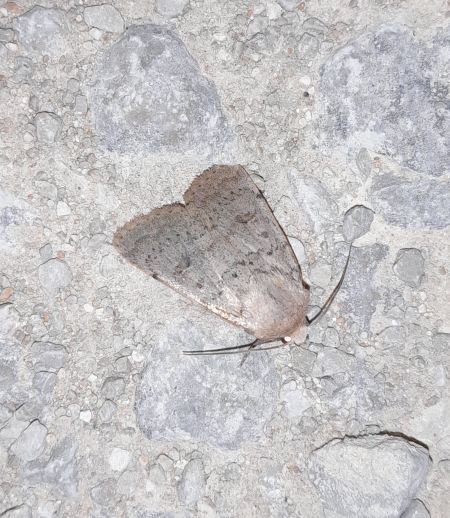 Hoplodrina respersa  - Sylvain Lethuillier