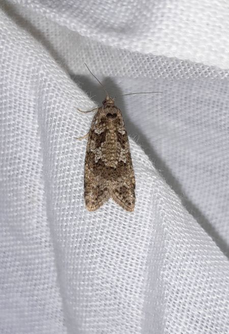Cnephasia sp.  - Sylvain Lethuillier