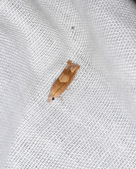 Eucosma conterminana  - Sylvain Lethuillier