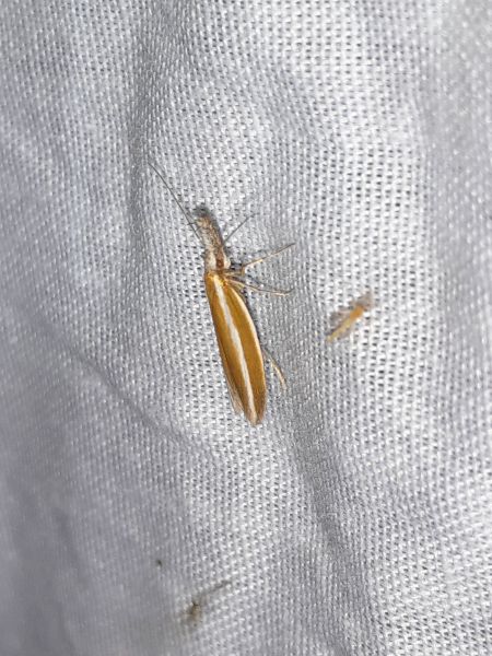 Pleurota aristella  - Sylvain Lethuillier