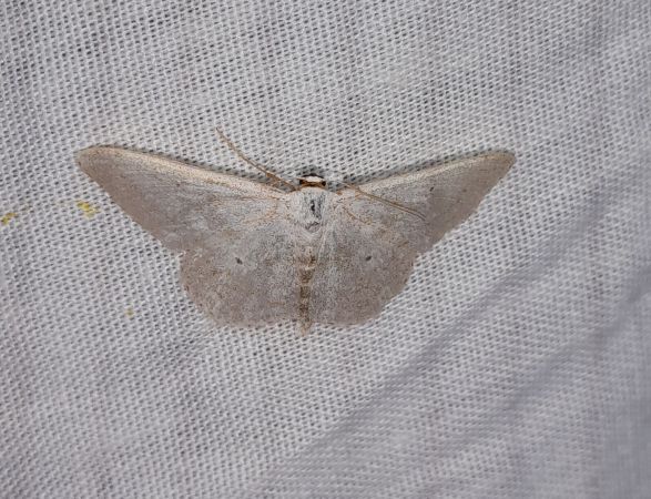 Scopula immutata  - Sylvain Lethuillier
