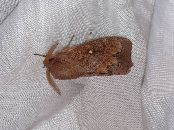 Bombyx du Pin  - Sylvain Lethuillier