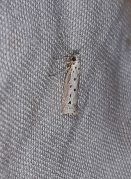 Ethmia terminella  - Sylvain Lethuillier