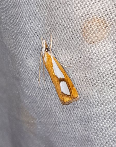Catoptria pinella  - Sylvain Lethuillier