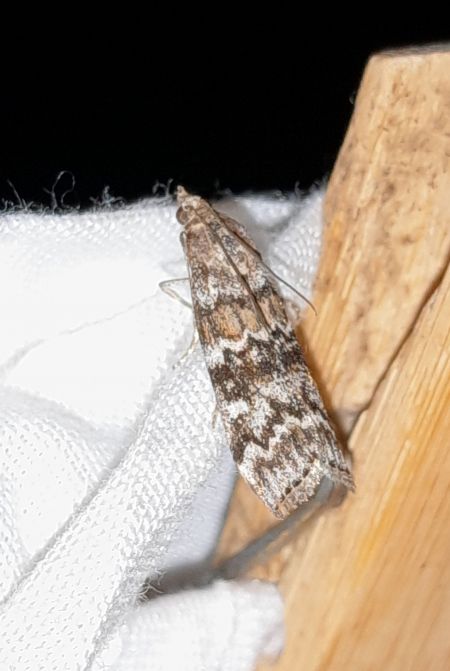 Dioryctria abietella  - Sylvain Lethuillier
