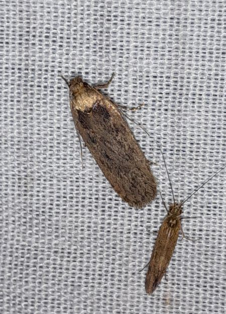 Depressaria sp.  - Sylvain Lethuillier