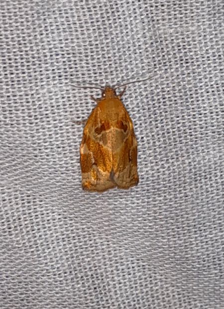 Archips xylosteana  - Sylvain Lethuillier