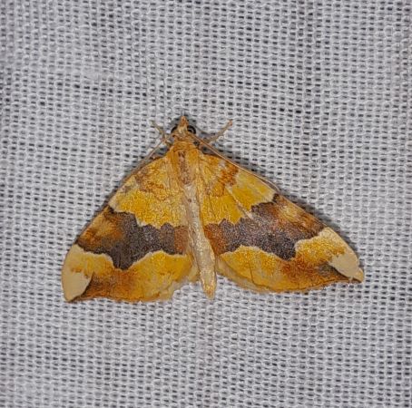 Cidaria fulvata  - Sylvain Lethuillier