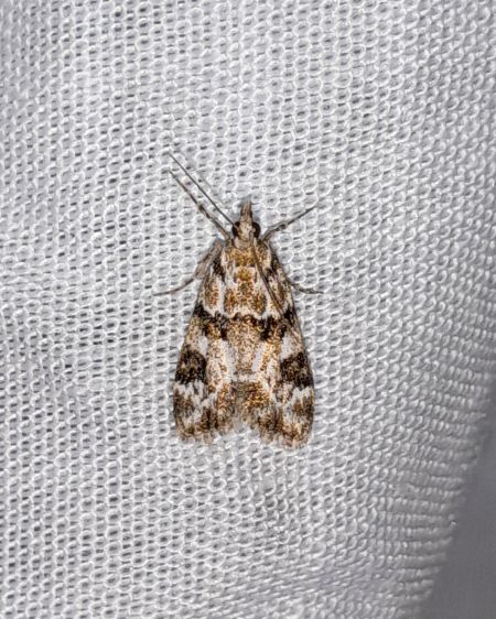 Eudonia delunella  - Sylvain Lethuillier