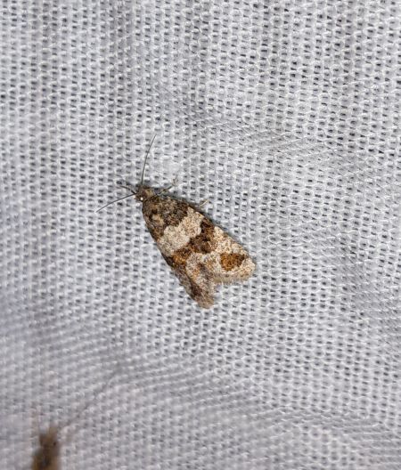 Isotrias rectifasciana  - Sylvain Lethuillier