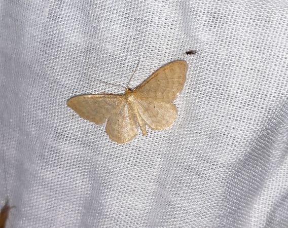 Idaea dilutaria  - Sylvain Lethuillier