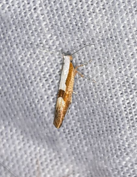 Argyresthia pruniella  - Sylvain Lethuillier