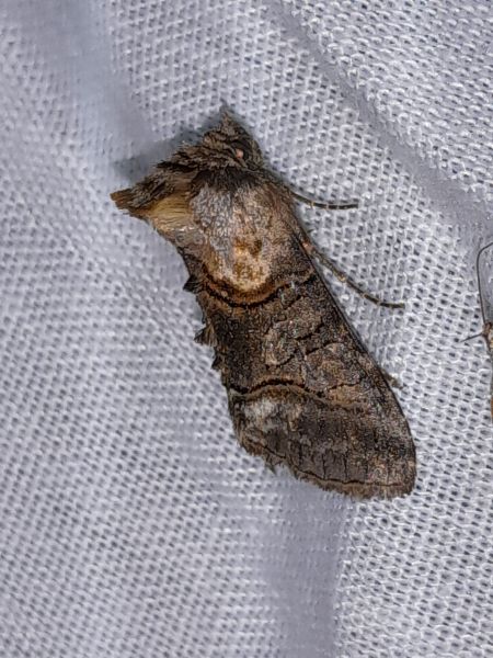 Abrostola asclepiadis  - Sylvain Lethuillier