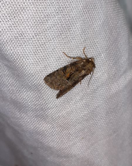 Oligia sp.  - Sylvain Lethuillier