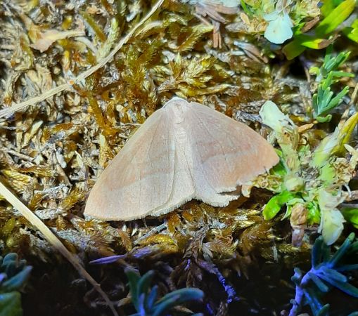 Hylaea fasciaria  - Sylvain Lethuillier