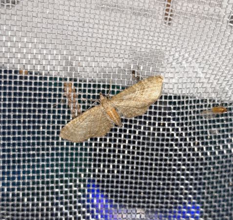 Eupithecia haworthiata  - Sylvain Lethuillier
