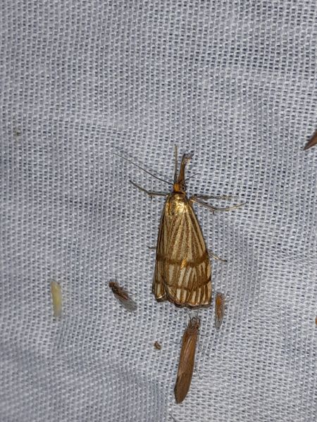 Chrysocrambus linetella  - Sylvain Lethuillier