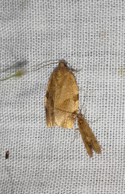 Choristoneura hebenstreitella  - Sylvain Lethuillier