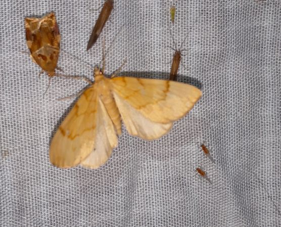 Gandaritis pyraliata  - Sylvain Lethuillier