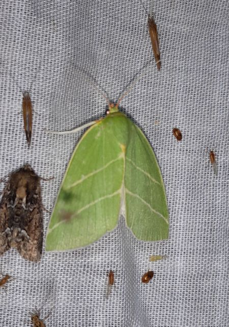 Bena bicolorana  - Sylvain Lethuillier