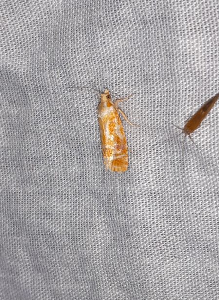 Rhyacionia buoliana  - Sylvain Lethuillier