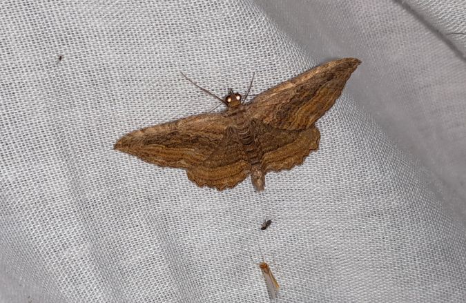 Philereme transversata  - Sylvain Lethuillier