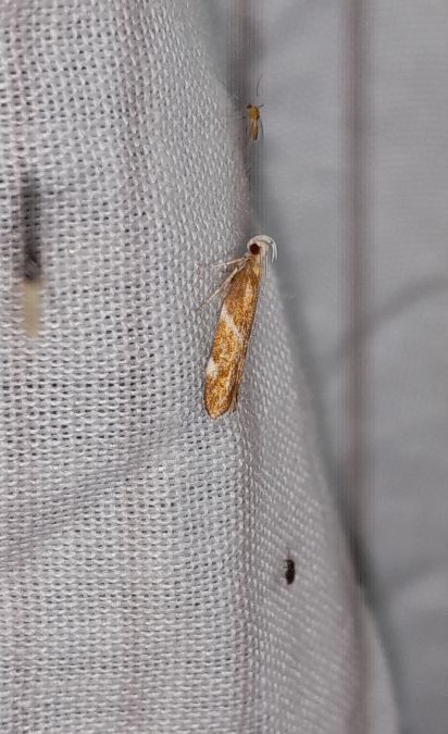 Orophia sordidella  - Sylvain Lethuillier