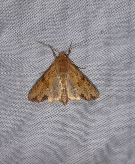 Apamea sublustris  - Sylvain Lethuillier