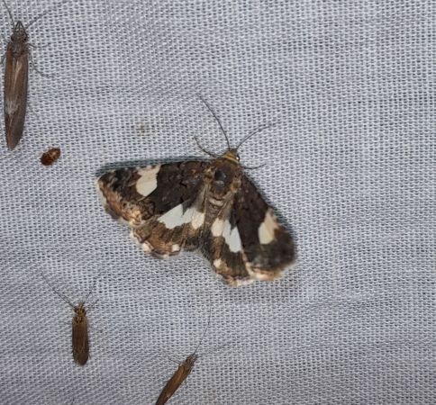 Noctuelle en deuil  - Sylvain Lethuillier