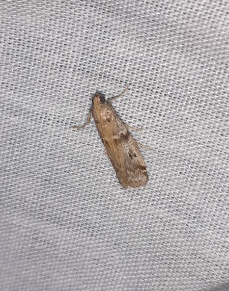 Acrobasis consociella  - Sylvain Lethuillier