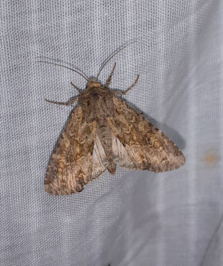 Apamea anceps  - Sylvain Lethuillier